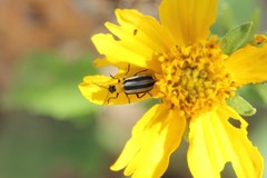 Acalymma trivittatum