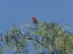 Pyrocephalus rubinus