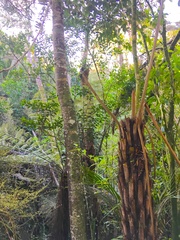 Parsonsia heterophylla