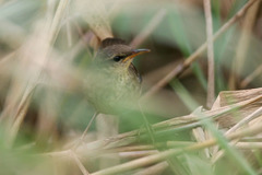 Helopsaltes ochotensis