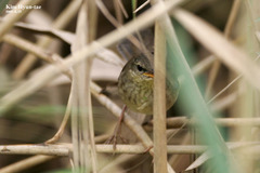 Helopsaltes ochotensis