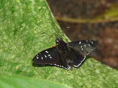 Apyrrothrix maculosa