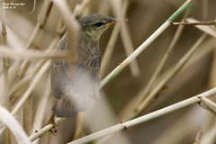 Helopsaltes ochotensis