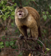 Brown Weeper Capuchin photo 1