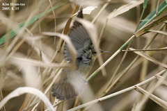 Helopsaltes ochotensis