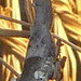Oxypiloidea maroccana - Photo (c) Ila France, algunos derechos reservados (CC BY-NC), subido por Ila France