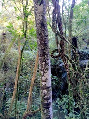 Parsonsia heterophylla