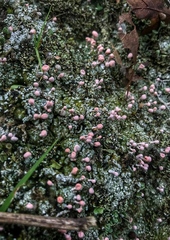 Dibaeis baeomyces image