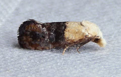 Eugnosta erigeronana