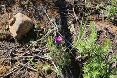 Delosperma neethlingiae