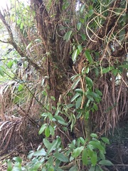 Melicytus ramiflorus ramiflorus