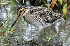Gallinago stenura