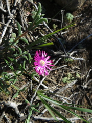 Delosperma neethlingiae