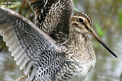 Gallinago stenura