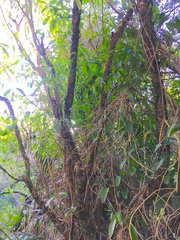 Melicytus ramiflorus ramiflorus