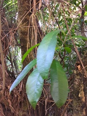 Melicytus ramiflorus ramiflorus
