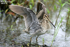 Gallinago stenura