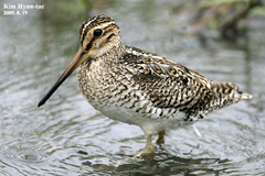 Gallinago stenura
