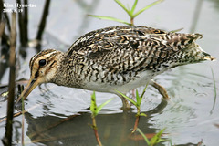 Gallinago stenura
