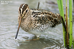 Gallinago stenura