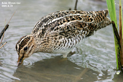 Gallinago stenura