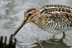 Gallinago stenura