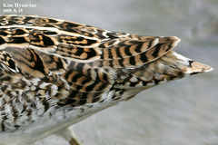 Gallinago stenura