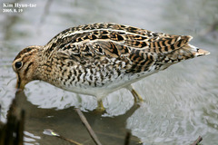 Gallinago stenura