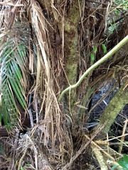 Melicytus ramiflorus ramiflorus