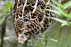 Gallinago stenura