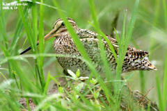 Gallinago stenura