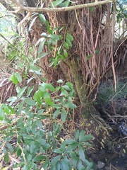 Melicytus ramiflorus ramiflorus