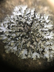 Phaeophyscia hirsuta