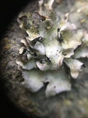 Dermatocarpon miniatum