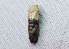 Eugnosta erigeronana
