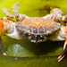 Blackclaw Crestleg Crab - Photo (c) Ken-ichi Ueda, some rights reserved (CC BY), uploaded by Ken-ichi Ueda