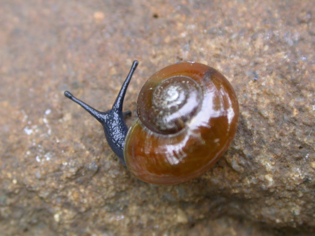 Mountain Button Snail