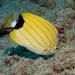 Bluestripe Butterflyfish - Photo (c) 104623964081378888743, some rights reserved (CC BY-NC), uploaded by David R