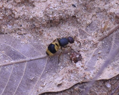 Storozhenkotilla binghami · iNaturalist