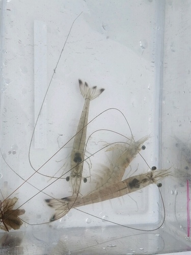 Penaeus setiferus