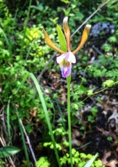 Cleistesiopsis bifaria