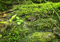 Lithobates palustris
