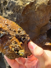 Mytilus californianus