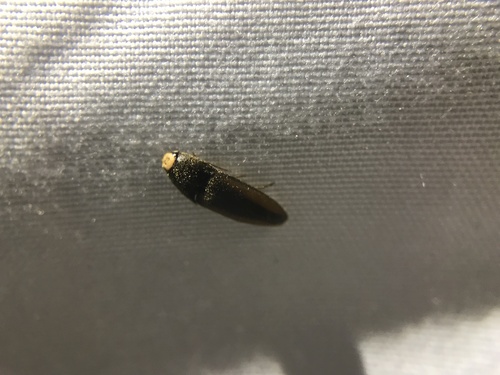 Physorhinus, 2023-04-30