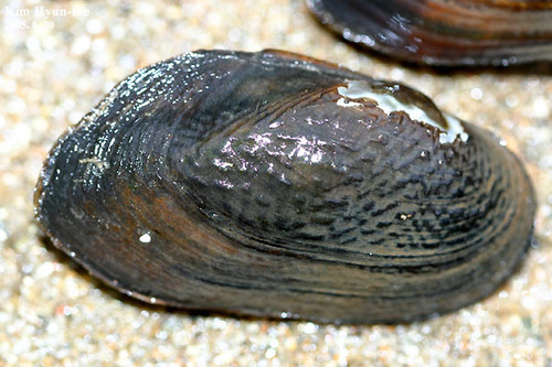 Nodularia douglasiae