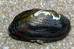 Nodularia douglasiae