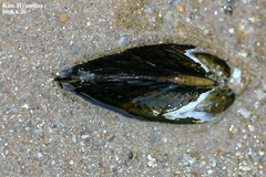 Nodularia douglasiae