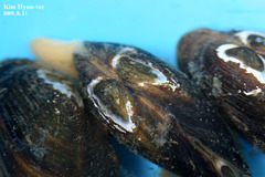 Nodularia douglasiae