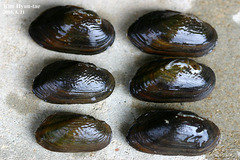 Nodularia douglasiae