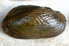 Nodularia douglasiae